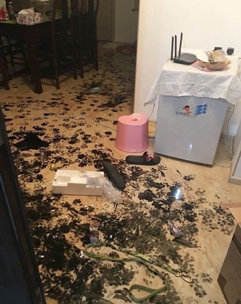 Этот хаски доказал, что собаки тоже могут творить. На кровати он просто оставил подпись. - 3