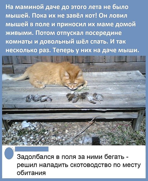 Идеи для жизни.Кот в одной из прошлых жизней был экономистом: шустро решил задачу на минимизацию ...