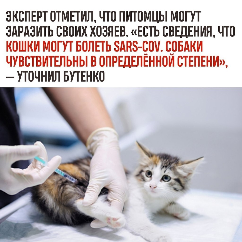   - cat vaccination.  , ,     .   ... - 2