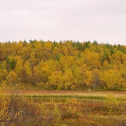 �����, ���������, 36 ���