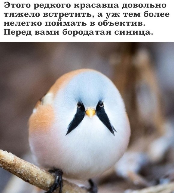 Никогда бы не подумала, что это синица) Но красивая птичка))