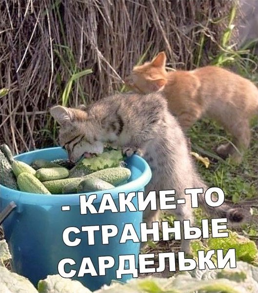 ��� ��� ��� ���������� ��� ��������? ������ � ����� ��������, ���� �� ������� ������ �������