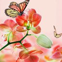 ���� **N**, ������� - ��������� 19 ������� 2021 � ������ ������ ��������