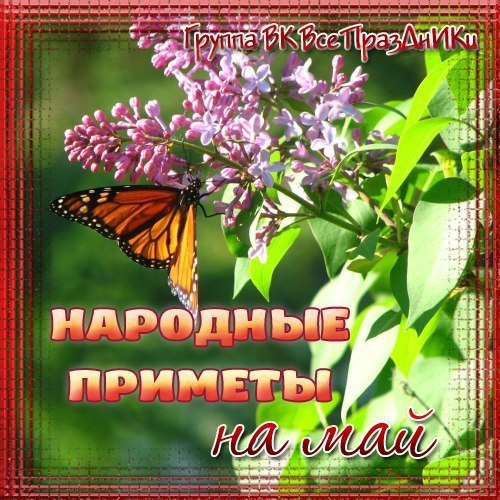 НАРОДНЫЕ ПРИМЕТЫ НА МАЙ.1 мая. Ольха зацвела -сей гречиху. Цветение фиалки и зацветание ивы-бредины ...