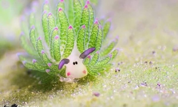 Leaf Sheep, The Adorable, Photosynthesizing Sea Slugs Sea slug, Animals, Ocean c