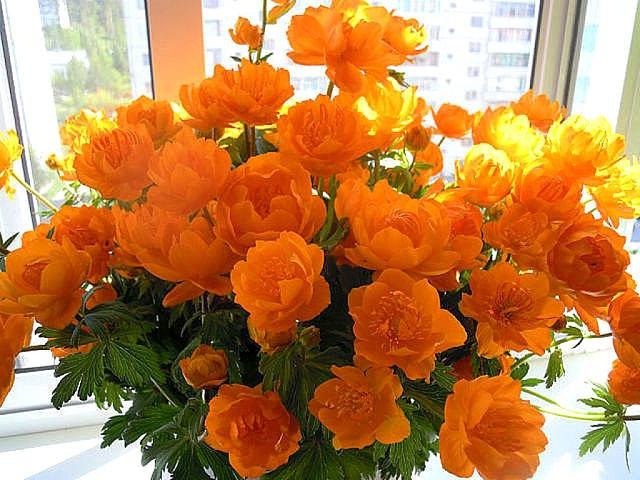   ,    . - 29  2021  13:53