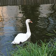 ����, 44 ����, ������