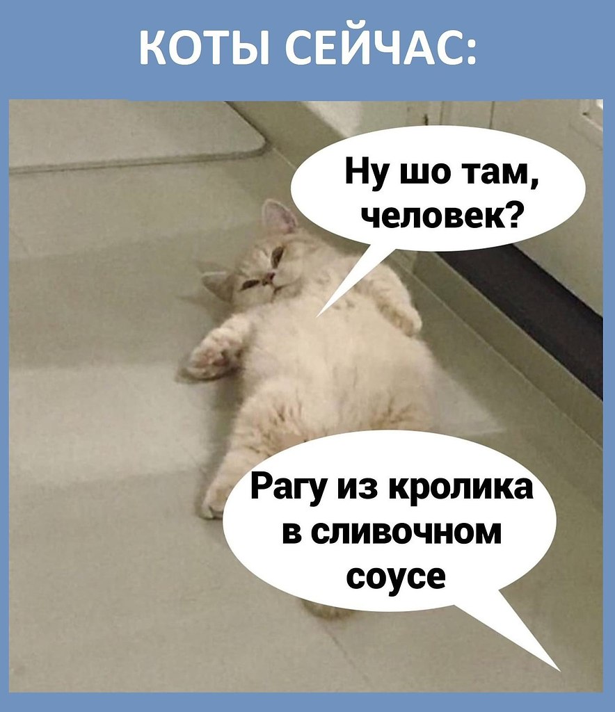 Коты раньше. Коты раньше коты сейчас. Кот раньше и сейчас Мем. Кот Мем сейчас. Коты раньше коты сейчас Мем.