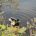 Kotka, ������ ���� &laquo;Sapokka&raquo;&hellip; �� ������� ������