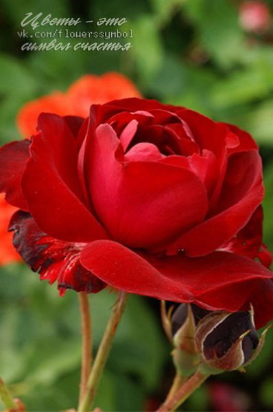    ,     : ,      ,    ...