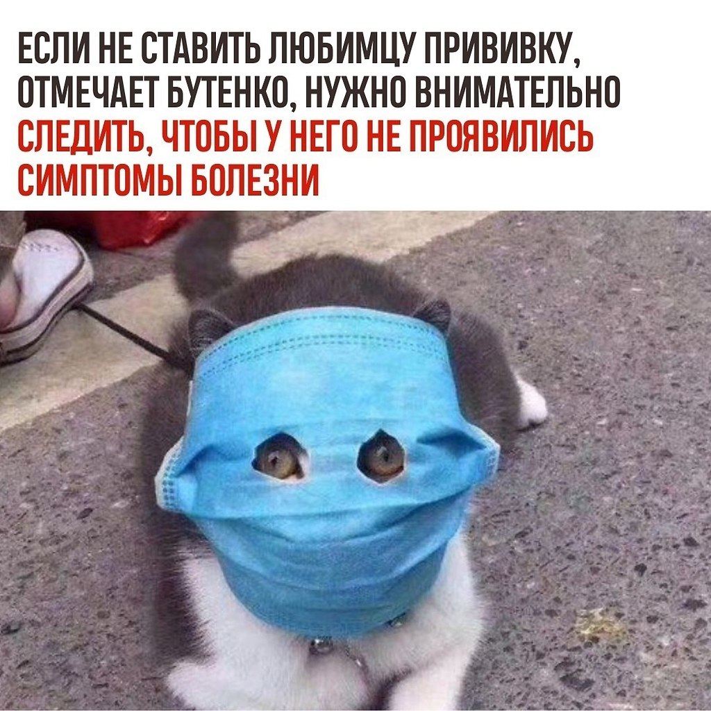   - cat vaccination.  , ,     .   ... - 3
