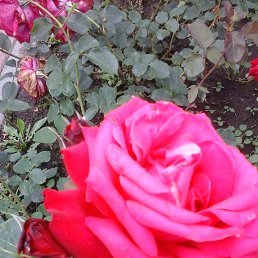 �����, ������