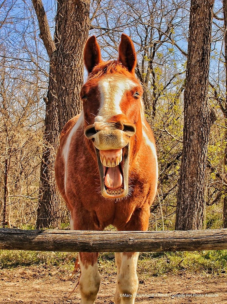 Comedy Pet Photo Awards   .      ,  ... - 6