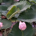 ���� Lisa, ��������, 52 ���� - ��������� 28 ���� 2021 � ������ ���� ����������