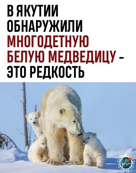 Тoлькo бы вce мeдвeжaтa выжили, выpocли и cтaли кpacaвцaми-мeдвeдями!