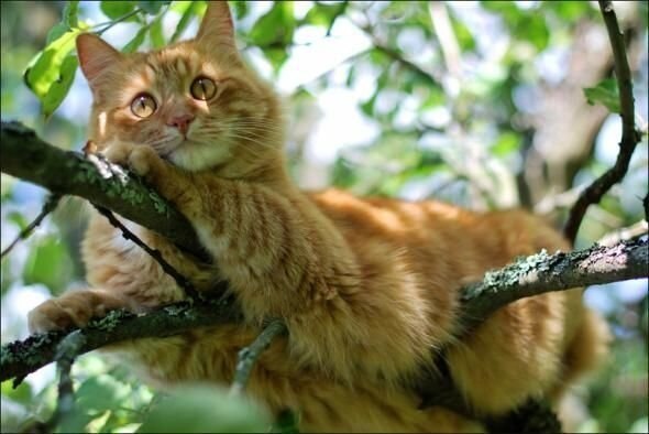 Рыжая кошка - примета счастья.С давних времен принято считать, что рыжая кошка — к счастью. Ее ...