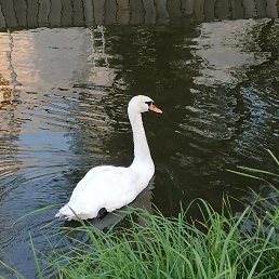 ����, ������, 44 ����