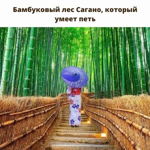 Бамбуковый лес Сагано расположен в японской префектуре Киото. Это зажатая посреди городских ...
