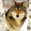 ���� Fledermaus, ������ - ��������� 21 ��� 2021 � ������ ������ ��������