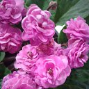 ���� �������, �������, 63 ���� - ��������� 21 ������ 2021