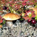 ���� ������, �����������, 51 ��� - ��������� 6 ���� 2021 � ������ ���� ����������