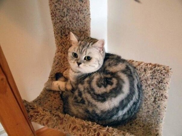 oa o  o