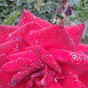 ���� ������, ������������, 62 ���� - ��������� 17 ������ 2021 � ������ ���� ����������