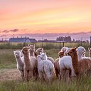 ���� �����, ������, 49 ��� - ��������� 24 ���� 2021 � ������ ���� ����������