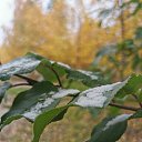 ���� ���������, ��������, 51 ��� - ��������� 2 ������� 2021 � ������ ���� ����������