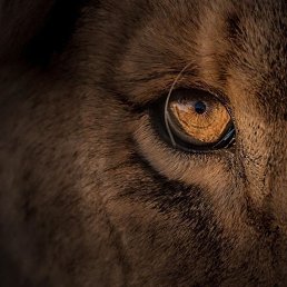 ����, ����, 42 ����