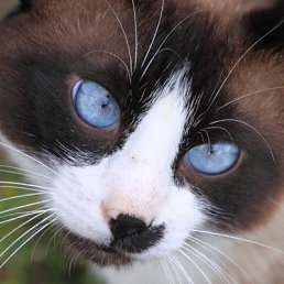 �������, ������, 62 ����