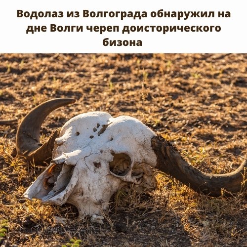 Удивительная находка была сделана неподалеку от лодочной станции в Краснооктябрьском районе города. ...