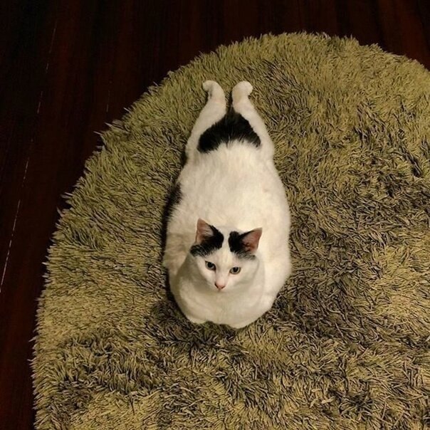  ?))))