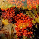 ���� Gemini, ��������, 64 ���� - ��������� 6 �������� 2021 � ������ ������ ��������