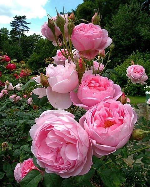 Красота!!!! И какой чистый тон розового! без оттенков, чудо!