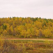 �����, 36 ���, ���������