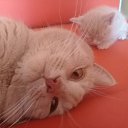 ���� - ���� �� ������� ���� ����������