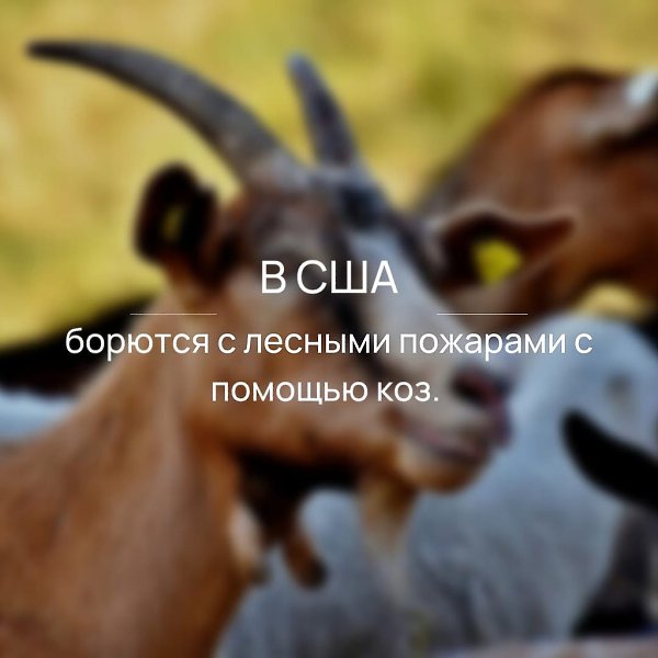Животные съедают сухие растения. Как итог, гореть попросту нечему. Заказать стадо животных обходится ...
