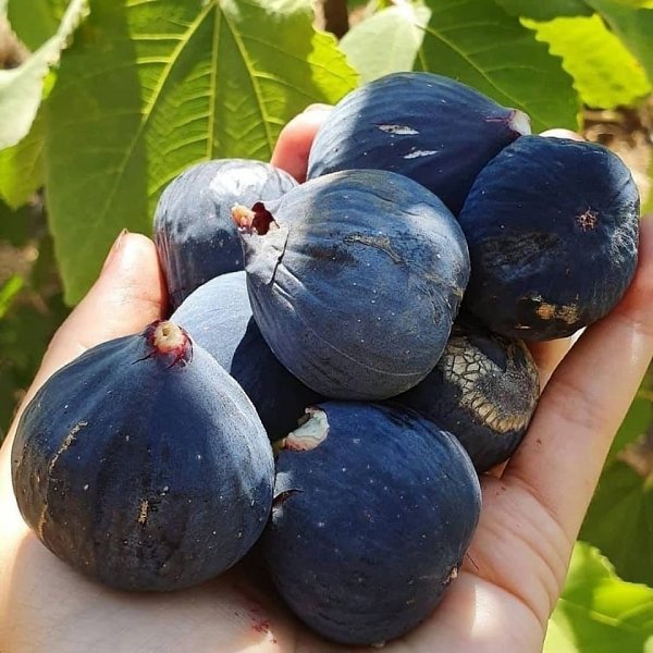  a, o oco oo pa, oop  , cop o pa p oy py ocy, ... - 6