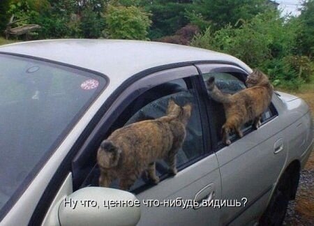 Эти забавные животные - 14 ноября 2021 в 09:36