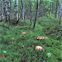 � ���� ���������� �� ����, 230 �� �� ���. �� ������� ������ ��������