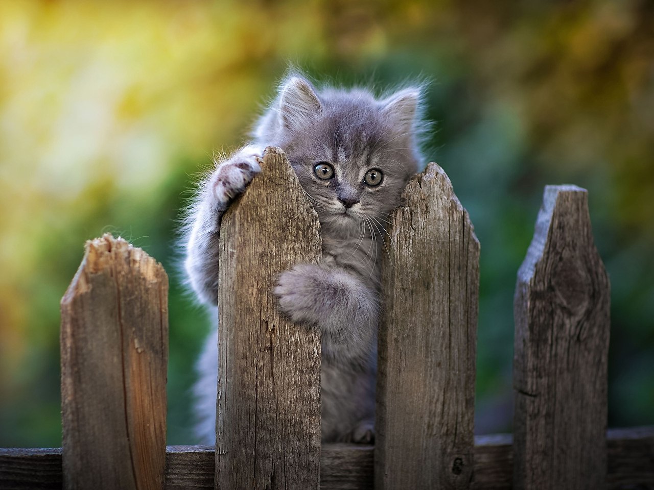 ЭТО НАШ ПОСЛЕДНИЙ КОТ.Весёлый котёнок играл у забора -Смотрели на серого бабка и дед.Носился и ...