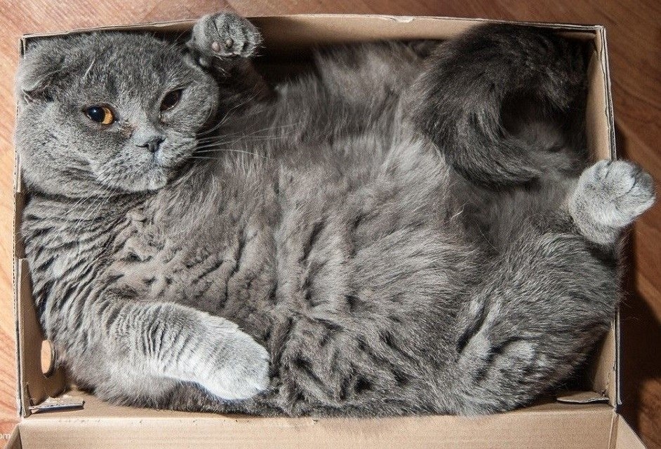 Кот бу
