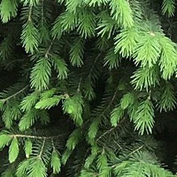 ���������, ������, 72 ����