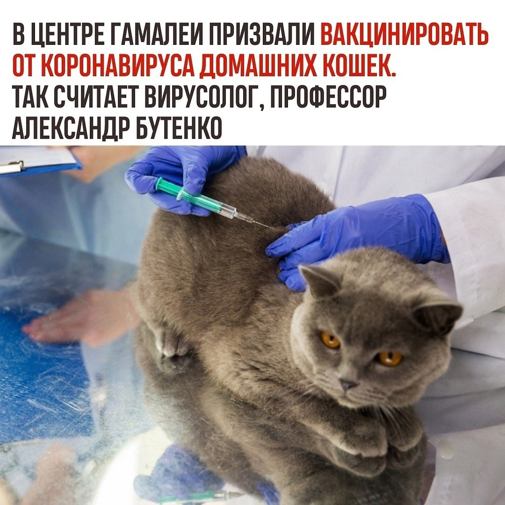   - cat vaccination.  , ,     .   ...