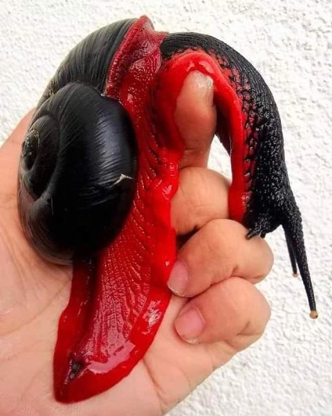 :) Самая большая сухопутная улитка Малайзии.Красавица)))