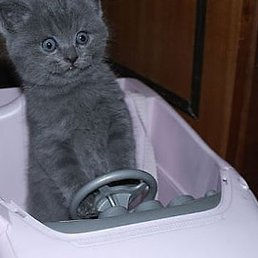 ����, ������, 52 ����