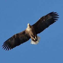 ������, ������, 62 ����