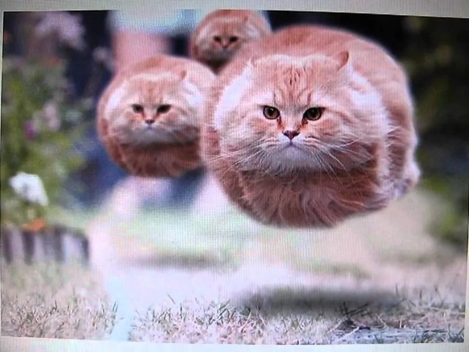 Кот с шариком мем