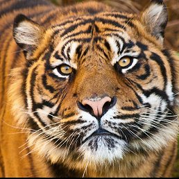 ����, ������, 26 ���